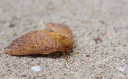 Oakworm Moth - Anisota stigma - Found on Pavement Near Warehouse in Rural East TX