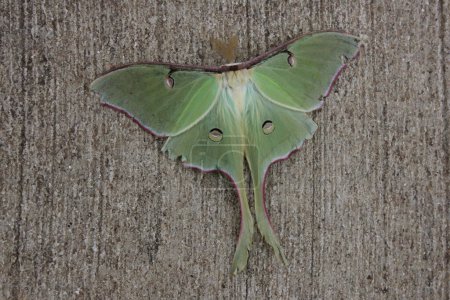 Moth Luna vert sur le trottoir près de l'entrepôt dans l'est rural TX