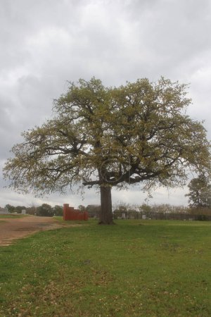 Tree and Historic Cemetery on Cloudy Day in Troup Texas