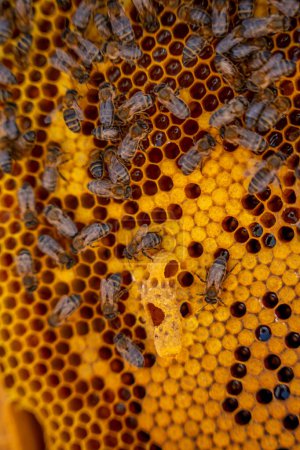 Photo for Vertical photograph of bees in their honeycomb cells filled with honey. beehive and honey harvest concept - Royalty Free Image