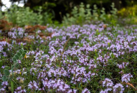 Photo for Field of thymus flowers. Nice soft background. - Royalty Free Image