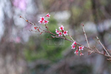 Téléchargez les photos : Smooth Focus pink cherry blossoms that are starting to bloom at Baan Hmong Khun Chang Khian in Chiang Mai is popular for tourists to see beautiful pink cherry blossoms blooming every winter - en image libre de droit