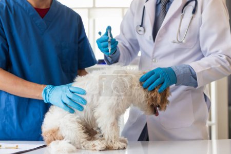 veterinarian is vaccinated for puppy To prevent communicable diseases after veterinarian has made an annual health check for dog. concept of bringing pets to receive annual vaccines from veterinarians
