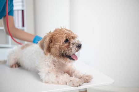 Lekarze weterynarii przeprowadzają coroczne kontrole na psach, aby szukać możliwych chorób i leczyć je szybko, aby zapewnić zwierzęciu zdrowie. lekarz weterynarii bada psa w klinice weterynaryjnej w celu leczenia