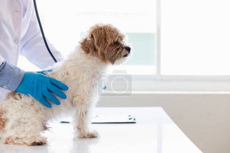 Veterinarians are performing annual check ups on dogs to look for possible illnesses and treat them quickly to ensure the pet's health. veterinarian is examining dog in veterinary clinic for treatment