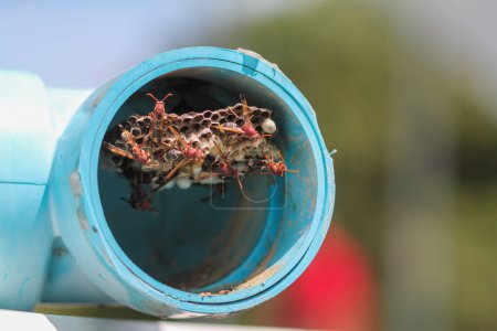 Téléchargez les photos : Hyménoptères construit un nid pour nourrir les larves dans un tuyau en PVC bleu dans un potager, et Hyménoptères est également un danger pour les agriculteurs qui commencent à cultiver des légumes dans le jardin. - en image libre de droit