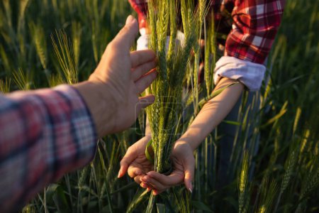 The researcher is using her hands to touch the barley plants and observe the barley yield and the health of the plants to take notes and use the data to conduct research to increase barley production.
