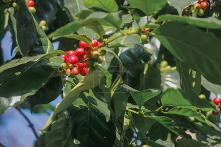 Die Kaffeebäume im Forschungszentrum produzieren nach der Erforschung von Kaffeebohnen eine große Menge Kaffeebohnen, die für das Klima geeignet sind und für hervorragende Erträge angebaut werden können..