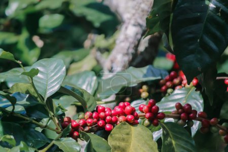 Los árboles de café en el centro de investigación están produciendo una gran cantidad de granos de café después de la investigación en granos de café que son adecuados para el clima y se pueden cultivar para producir excelentes rendimientos.