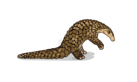 Hand drawn pangolin animal vector illustration. Rare species of cute mammals live in Africa and Asia.