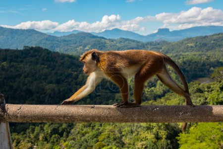 Affen und die Natur Sri Lankas