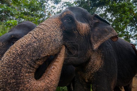 Elephant shelter in Sri Lanka