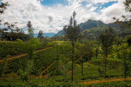 Die atemberaubende Aussicht auf die Natur Sri Lankas