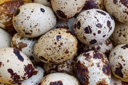 Photo for Background image of raw quail eggs. High protein rich food. - Royalty Free Image