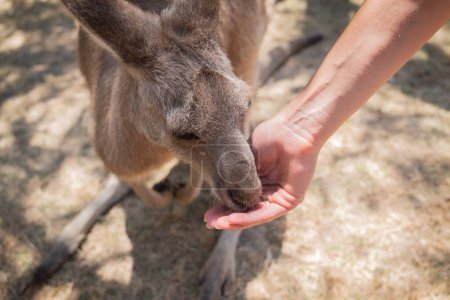 Portrait of a Red Kangaroo (Osphranter rufus), the largest of all kangaroos, eating from hand