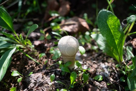 Photo for Lycoperdon perlatum mushroom, popularly known as the common puffball, warted puffball, gem-studded puffball or devil's snuff-box, is a species of puffball fungus in the family Agaricaceae - Royalty Free Image
