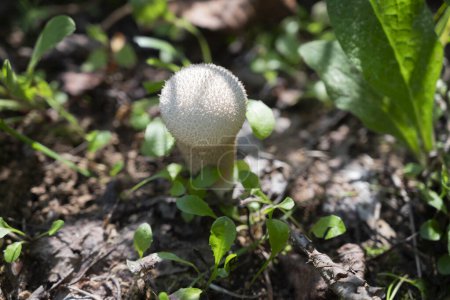 Photo for Lycoperdon perlatum mushroom, popularly known as the common puffball, warted puffball, gem-studded puffball or devil's snuff-box, is a species of puffball fungus in the family Agaricaceae - Royalty Free Image