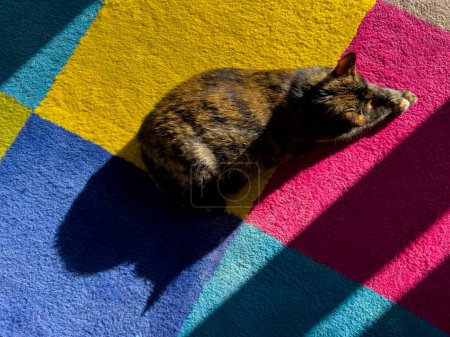 Téléchargez les photos : Un chat enfermant jouissant du soleil tombant de la fenêtre. Animal sur un tapis coloré. Lumière naturelle du jour. Gros plan sur la tête et les yeux des animaux. Animaux de compagnie avec espace de copie. Ensemble de 9 images - en image libre de droit
