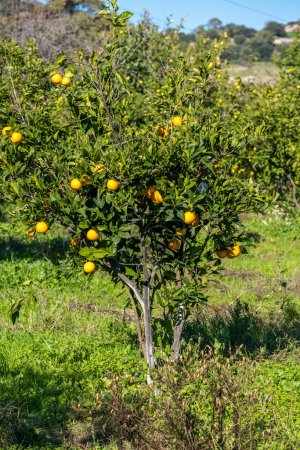 Beautiful tangerine tree full with hanging citrus fruits on sunny day in orange orchard. Freshness ripening in a farm. Sun reflecting bright on green leaves. Natural food background with copy space.