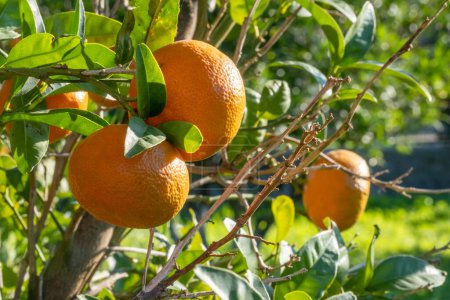 Mandarin fruits on sunny day, close-up. Sun reflecting bright on fruit surface. Natural food background with copy space. Photo of juicy and fresh ripe tangerines in a citrus farm. 