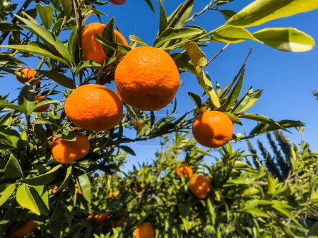 Téléchargez les photos : Looking up on mandarin fruits on sunny day, close-up. Sun reflecting bright on fruit surface. Natural food background with copy space. Photo of juicy and fresh ripe tangerines in a citrus farm. - en image libre de droit