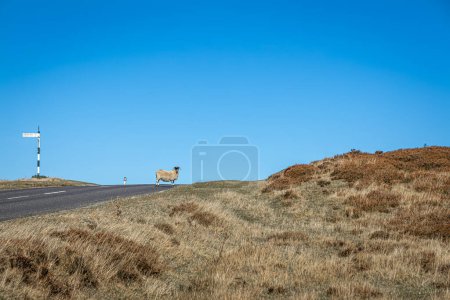 Téléchargez les photos : Pâturage de moutons dans la lande du Yorkshire, Angleterre - en image libre de droit