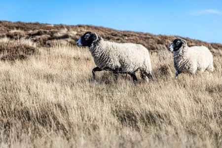 Photo for Grazing sheep in Yorkshire moorland, England - Royalty Free Image