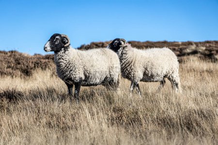 Photo for Grazing sheep in Yorkshire moorland, England - Royalty Free Image
