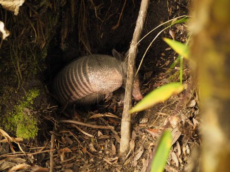 Téléchargez les photos : Wild armadillo in a forest of costa rica - en image libre de droit