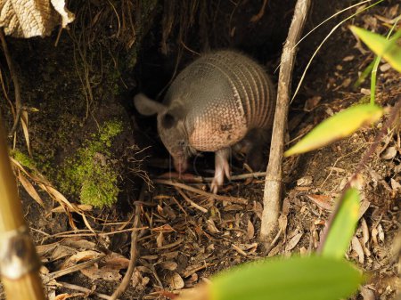 Téléchargez les photos : Wild armadillo in a forest of costa rica - en image libre de droit