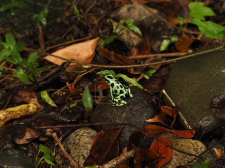 Téléchargez les photos : Wild green and black froog in costa rica - en image libre de droit