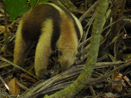 Photo for Wild anteater in a forest of costa rica - Royalty Free Image
