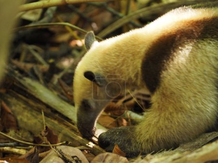 wild anteater in a forest of costa rica