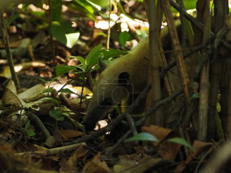 Photo for Wild anteater in a forest of costa rica - Royalty Free Image