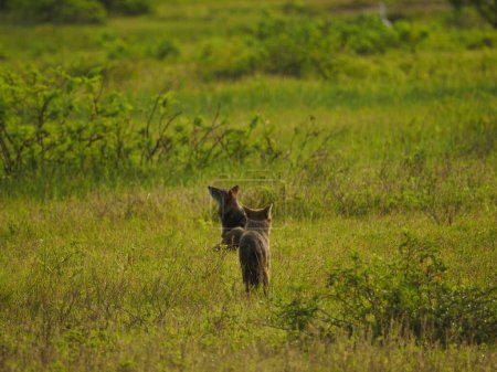 Téléchargez les photos : Chacal sauvage dans sri lanka - en image libre de droit