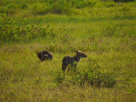 Téléchargez les photos : Chacal sauvage dans sri lanka - en image libre de droit