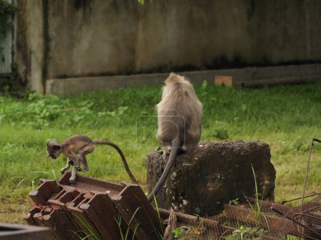 Téléchargez les photos : Wild monkeys in sri lanka - en image libre de droit