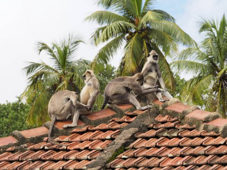 Téléchargez les photos : Wild monkeys in sri lanka - en image libre de droit
