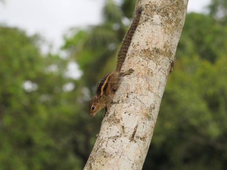 Photo for Wild squirrel in sri lanka - Royalty Free Image