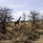 Tarangire, Tanzania, October 23, 2023. Giraffe feeding on leaves from a tree.Tarangire, 