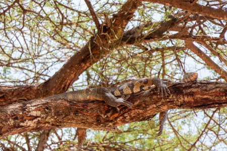 Tarangire, Tanzania, October 24, 2023. Nile monitor lizard lying in on tree