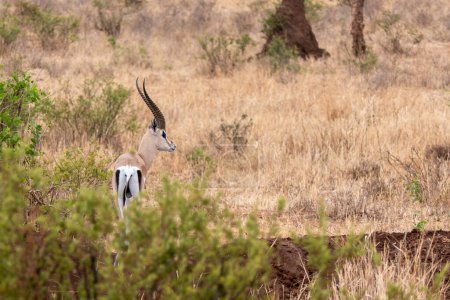Tarangire, Tanzania, October 24, 2023. Thomson  gazelle in the savannah