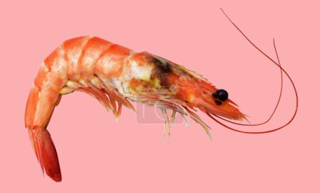 Photo for Red boiled shrimp or tiger prawn isolated with clipping path, no shadow on pink background, cooked seafood, cooking ingredient - Royalty Free Image