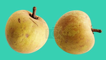 Photo for Sapodilla isolated no shadow with clipping path in green background, healthy fresh tropical fruit - Royalty Free Image