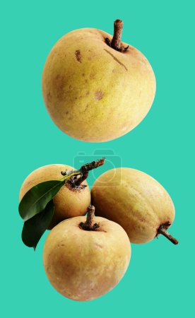 Photo for Sapodilla isolated no shadow with clipping path in green background, healthy fresh tropical fruit - Royalty Free Image