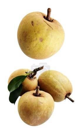Photo for Sapodilla isolated no shadow with clipping path in white background, healthy fresh tropical fruit - Royalty Free Image