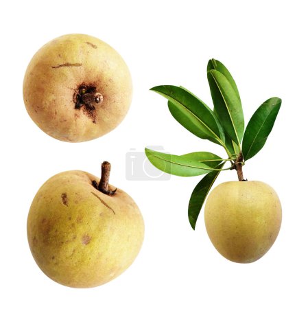Photo for Sapodilla isolated no shadow with clipping path in white background, healthy fresh tropical fruit - Royalty Free Image