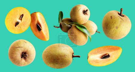 Photo for Sapodilla slice and piece isolated no shadow with clipping path in green background, healthy fresh tropical fruit - Royalty Free Image