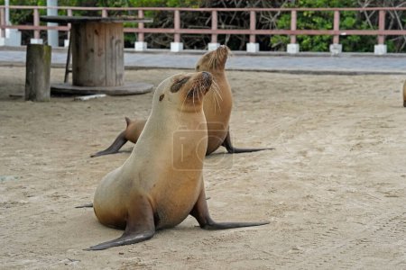 Two young sea lions on the beach, Isabela Island, Galapagos 