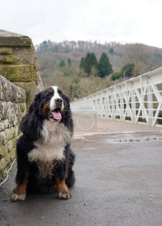Photo for Muddy Bernese Mountain Dog sitting on the path - Royalty Free Image